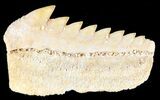 Fossil Cow Shark (Hexanchus) Tooth - Morocco #50527-1